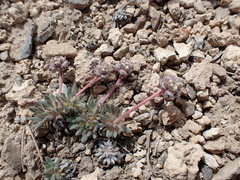 Eriogonum villiflorum