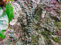 Peperomia circinnata