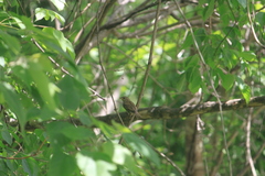 Passer domesticus
