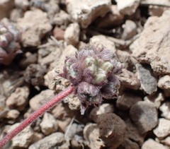 Eriogonum villiflorum