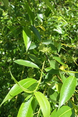 Salix lasiandra