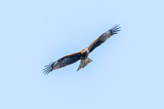 Milvus migrans lineatus