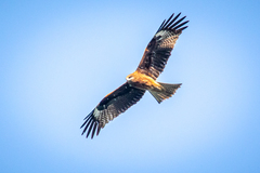 Milvus migrans lineatus