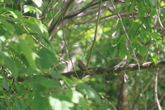 Passer domesticus