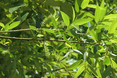 Salix lasiandra