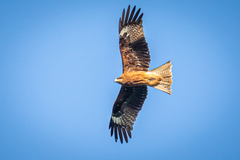 Milvus migrans lineatus