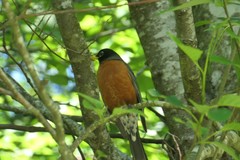 Turdus migratorius