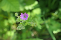 Geranium