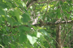 Passer domesticus