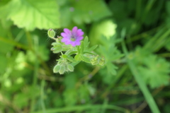 Geranium