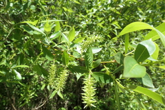 Salix lasiandra