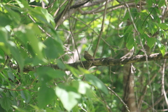 Passer domesticus