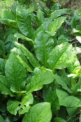 Lysichiton americanus