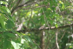 Passer domesticus