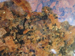 Branchinecta packardi