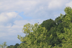 Coragyps atratus