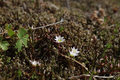 Lewisia triphylla