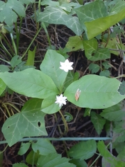 Lysimachia latifolia