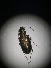 Bembidion cheyennense