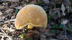 Austroboletus occidentalis