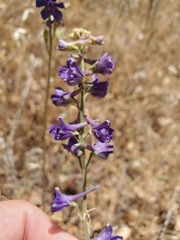 Delphinium hansenii