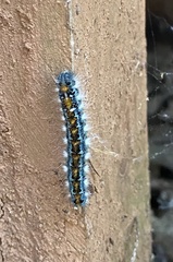 Malacosoma constricta