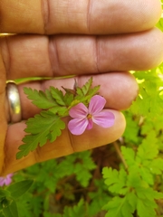 Robertium