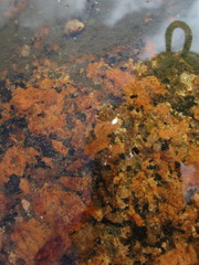 Branchinecta packardi