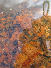 Branchinecta packardi