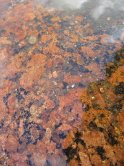 Branchinecta packardi