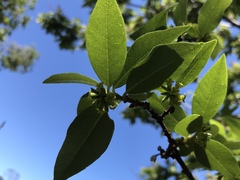 Nothocestrum breviflorum