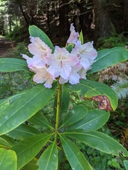 Rhododendron macrophyllum