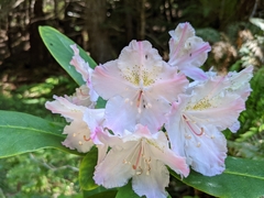 Rhododendron macrophyllum