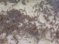 Bacopa caroliniana image