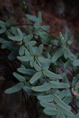 Pellaea glabella