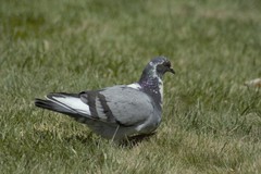 Columba livia