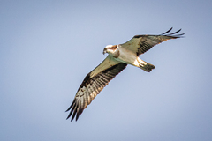 Pandion haliaetus haliaetus