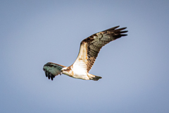 Pandion haliaetus haliaetus