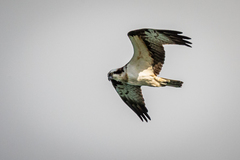 Pandion haliaetus haliaetus