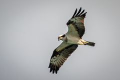 Pandion haliaetus haliaetus