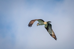 Pandion haliaetus haliaetus