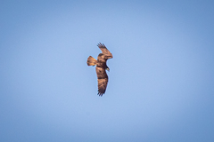 Pandion haliaetus haliaetus