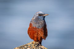 Monticola solitarius philippensis