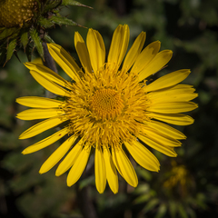 Berkheya multijuga