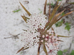 Asclepias perennis image
