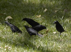 Molothrus bonariensis