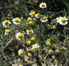 Matricaria chamomilla