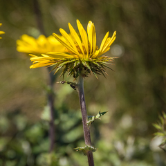 Berkheya multijuga
