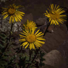 Berkheya multijuga