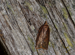 Dichelia sobriana